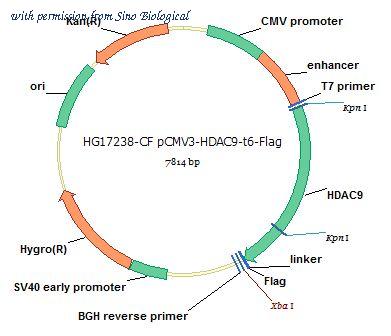 Sino Biological HG17238-CF image 1