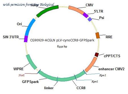 Sino Biological CG90929-ACGLN image 1