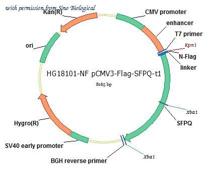 Sino Biological HG18101-NF image 1