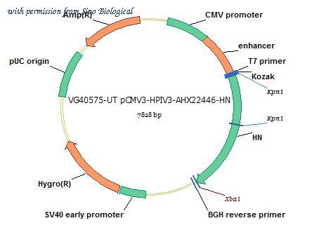Sino Biological VG40575-UT image 1