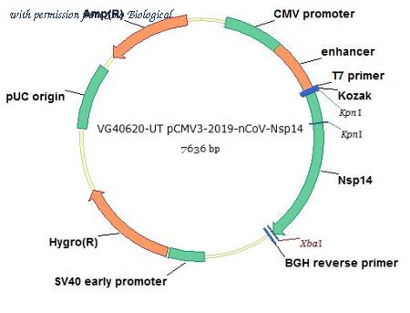 Sino Biological VG40620-UT image 1