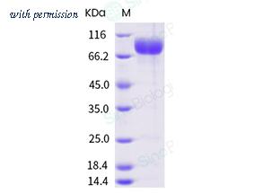 Sino Biological 30014-H38H image 1