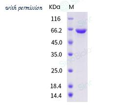 Sino Biological 40500-V08B image 1