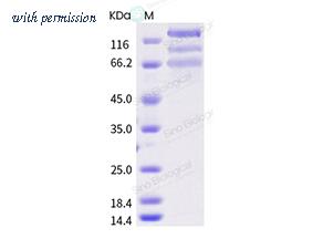 Sino Biological 40589-V08B4 image 1