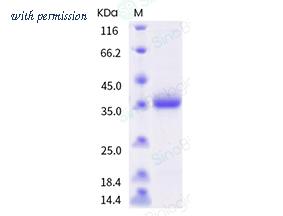 Sino Biological 40592-V08H70 image 1
