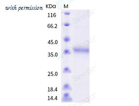 Sino Biological 40592-V08H72 image 1