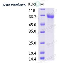 Sino Biological 40607-V08B1 image 1