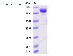 Sino Biological 40721-V08H image 1
