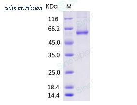 Sino Biological 40723-V08B image 1