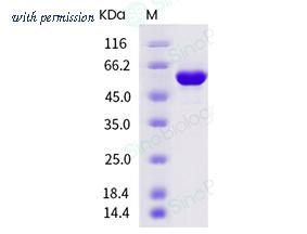 Sino Biological 40724-V08B image 1