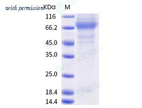 Sino Biological 11171-H08H-B image 1