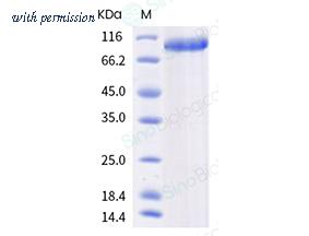 Sino Biological 30010-H02H image 1