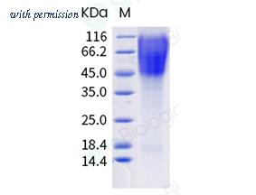 Sino Biological 40041-V08H image 1