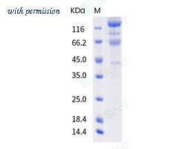 Sino Biological 40589-V08B7 image 1