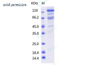 Sino Biological 40589-V08B8 image 1