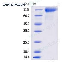 Sino Biological 40591-V08H12 image 1