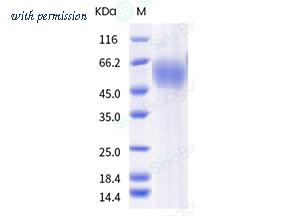 Sino Biological 40591-V08H13 image 1