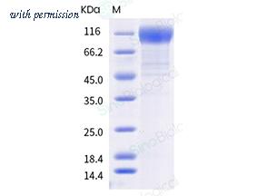 Sino Biological 40591-V08H15 image 1