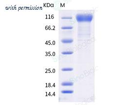 Sino Biological 40591-V08H16 image 1