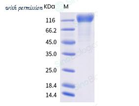 Sino Biological 40591-V08H4 image 1
