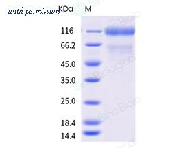Sino Biological 40591-V08H5 image 1