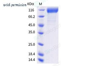 Sino Biological 40591-V08H8 image 1