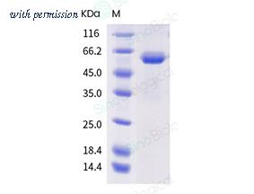 Sino Biological 40592-V02H1 image 1