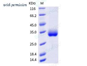 Sino Biological 40592-V08H50 image 1