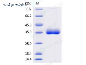 Sino Biological 40592-V08H82 image 1