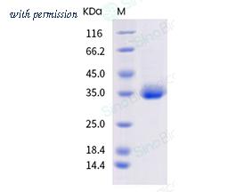 Sino Biological 40592-V08H85 image 1