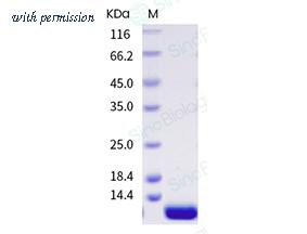 Sino Biological 69044-A07E image 1