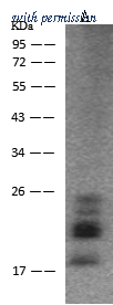 Sino Biological 10014-MM52 image 1