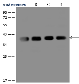 Sino Biological 10094-MM09 image 1