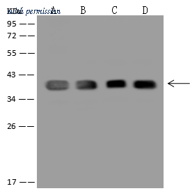 Sino Biological 10094-MM13 image 1