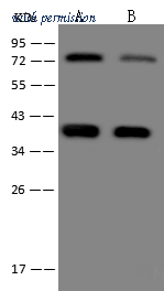 Sino Biological 40447-MM02 image 1