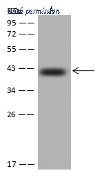 Sino Biological 208984-T44 image 1