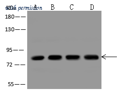 Sino Biological 310736-T34 image 1