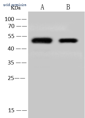 Sino Biological 40640-T62 image 1
