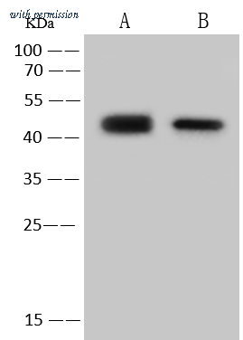 Sino Biological 40641-T62 image 1