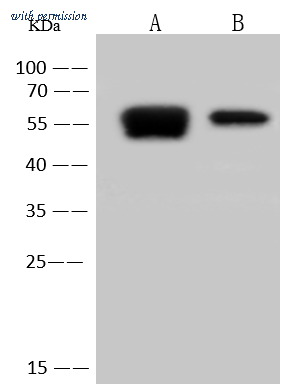 Sino Biological 40642-T62 image 1
