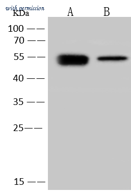 Sino Biological 40643-T62 image 1