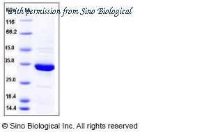 Sino Biological 10448-HNAE image 1