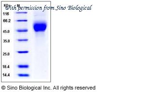 Sino Biological 11692-V08H1 image 1