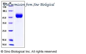 Sino Biological 11702-V08H1 image 1