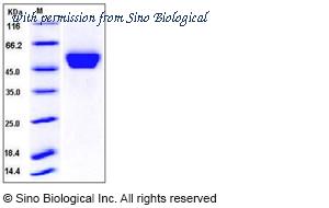 Sino Biological 11705-V08H1 image 1