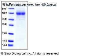 Sino Biological 11972-V08H1 image 1