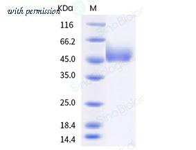 Sino Biological 30014-H08H-B image 1