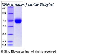 Sino Biological 40028-V08H1 image 1