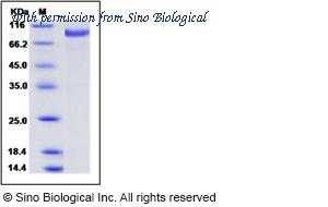 Sino Biological 40069-V08B1 image 1