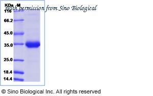 Sino Biological 40543-V02H2 image 1